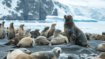 Elephant Island Encounters: Wildlife Adventures in Antarctica