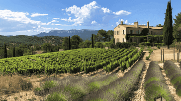 Provence Provocations: Lavender Fields and Wine